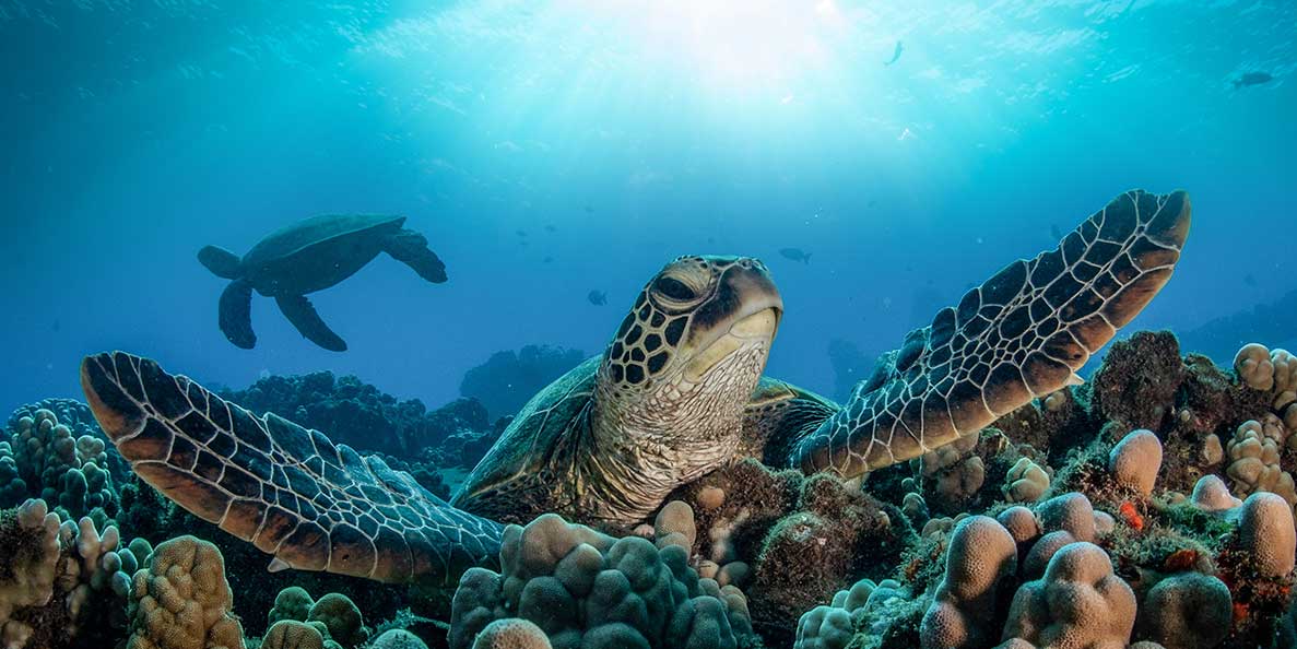 Submarine Charter in San Blas