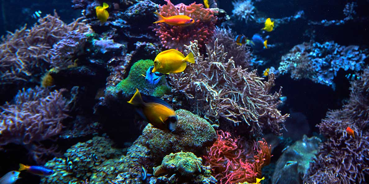 Submarine San Blas Catamaran