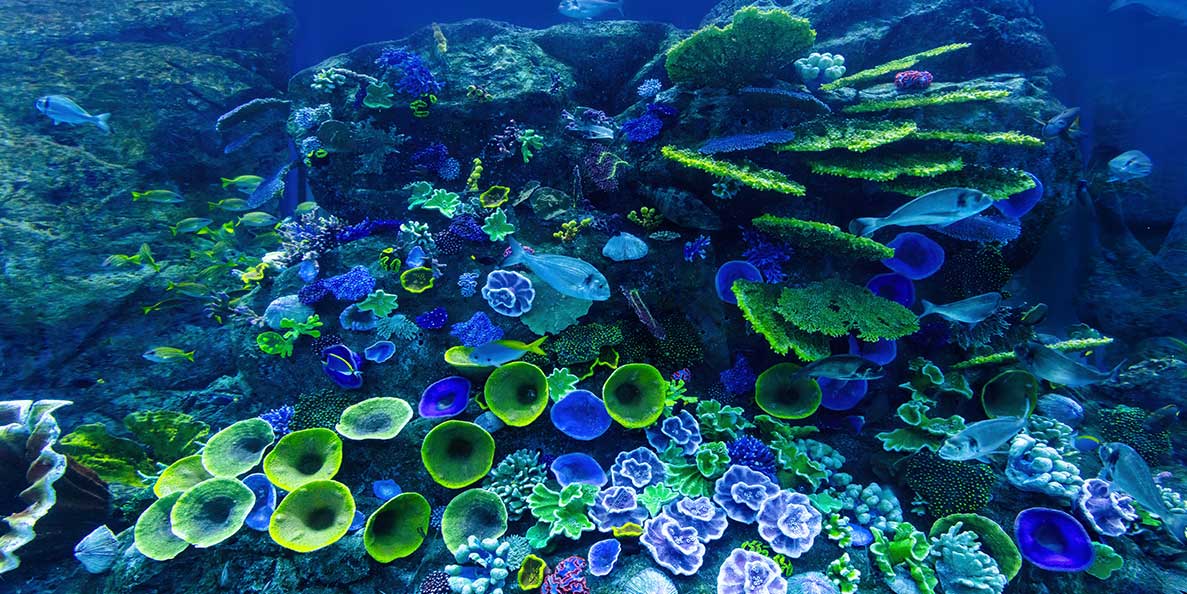 Submarine San Blas Charter