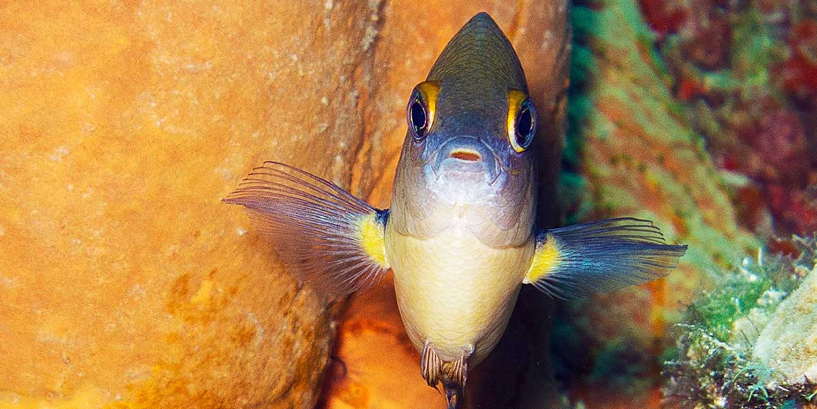 Submarine San Blas Fish