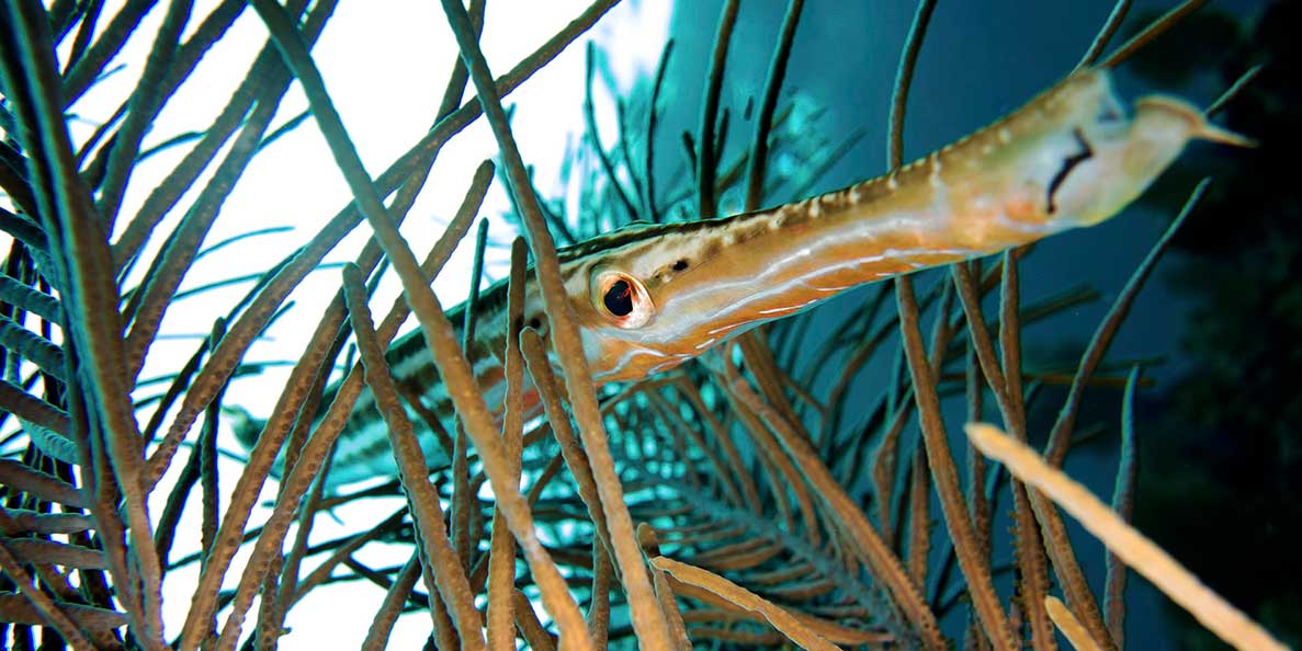 Submarine San Blas Life