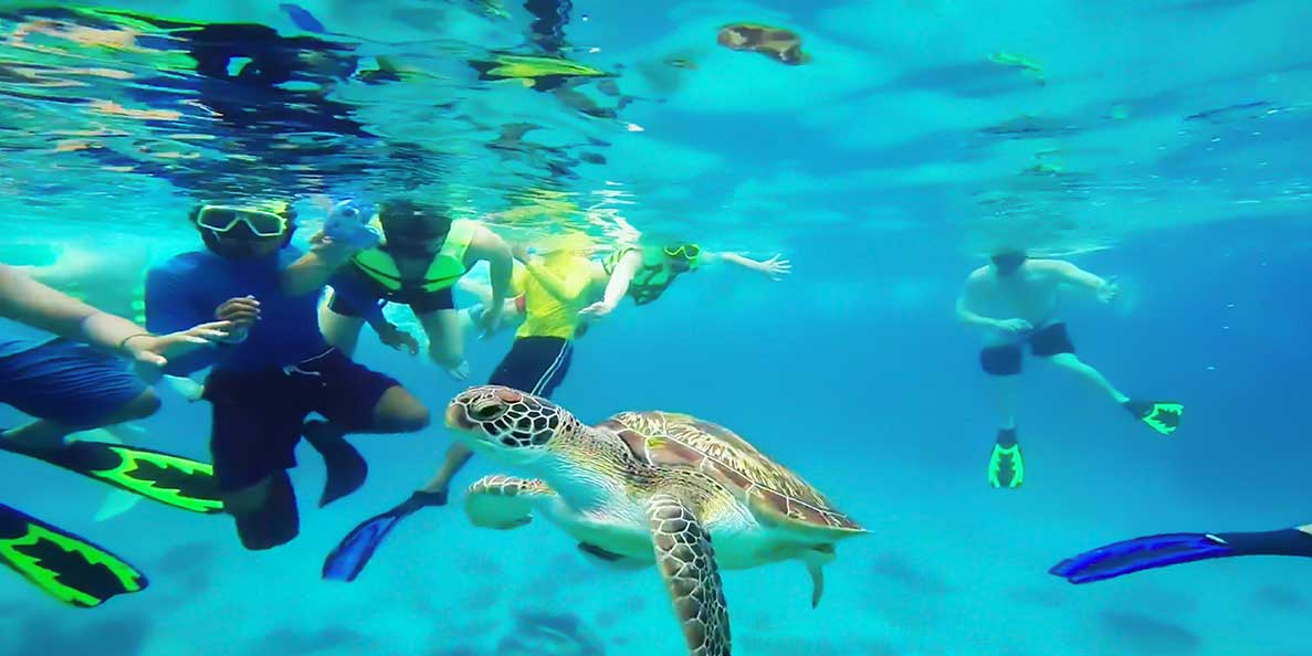 Submarine San Blas Turtles